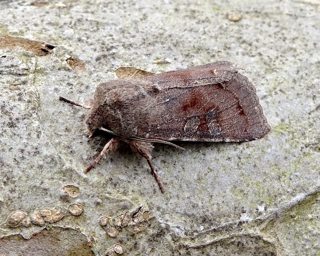 clouded drab
